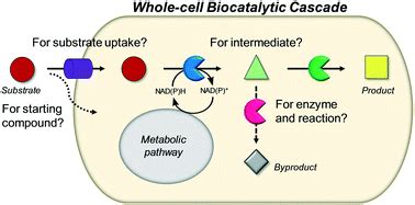 Biocatalytic pathways, cascades, cells and systems: general .